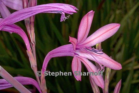 watsonia pyramidata 4 graphic